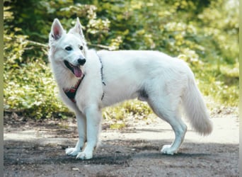 Rocky - unkomplizierter Familienhund