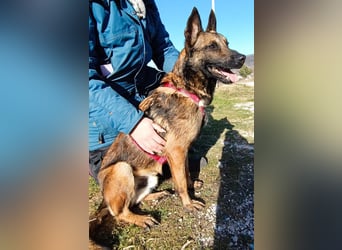 Lio - Best Buddy gesucht!