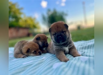 Shiba Inu beautiful puppies