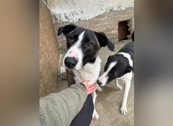 YADE, Hündin, 1,5 Jahre, 50 cm, Mischling, Tierschutz