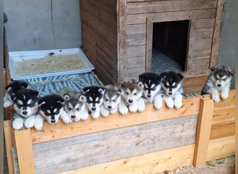 Welpen Alaska Malamute- Husky Mix