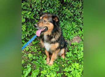 Bildhübscher *JARO* - ist eine Seele von Hund