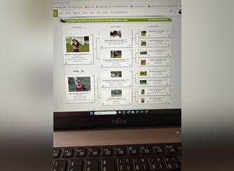 Typvolle Airedale Terrier Welpen aus Leistungszucht VDH/KfT
