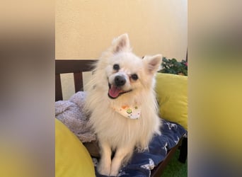 Merlin SR – Fröhlicher Spitz-Rüde sucht neues Zuhause