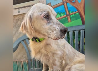 Ketty - fröhliche Setter Dame sucht liebevolles aktives Zuhause