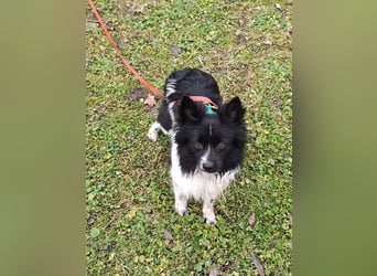 GISMO - der kleine Racker braucht etwas Zeit zum Auftauen und sucht ein liebes Zuhause