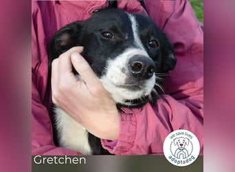 Gretchen: kennt nur das Tierheim