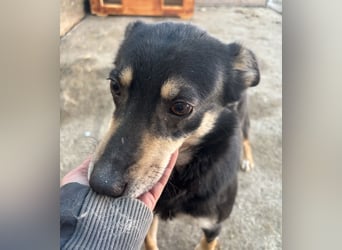 FENJA, Hündin, 3,5 Jahre, 43cm, Mischling, Tierschutz