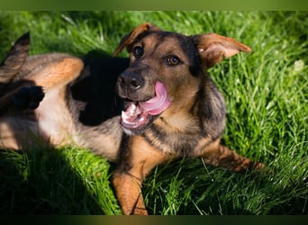 STINA - die aufgeweckte Junghündin liebt es zu spielen und zu kuscheln