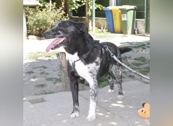 Mady eine verspielter Familienhund