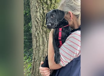 Emmi (Emese) VA – fröhliche Junghündin sucht aktives Zuhause