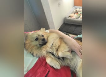 Ruffy SR - Freundlicher Spitz mit Charakter