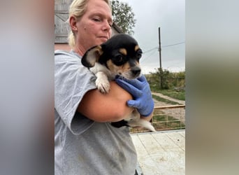 Pityke, kleiner Chihuahua Welpe geb. 2025