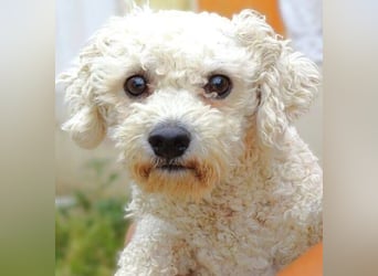 Bilbo, Bichon Frisé Mischling