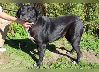 Josephine, Labrador-Mix, lieb und sozial