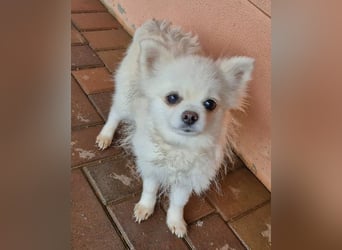 32 Pomeranian- Mädels und Buben (Zwergspitze)