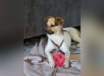 Buddy - Charmeur mit Knicköhrchen