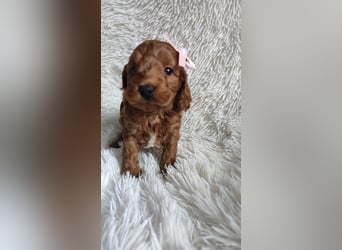 Wunderschöne Cockapoo-Welpen