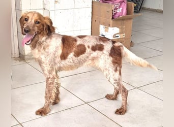 Hilde Mischlingshündin ca. 2 Jahre alt in Griechenland