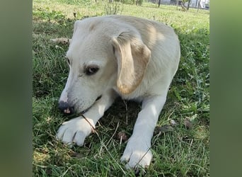 Bongo ein verspielter Bubchen