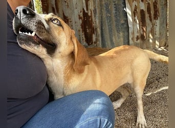 Notfell-Hündin ♥Honey♥ sucht dringend ihre emphatische PS/ES