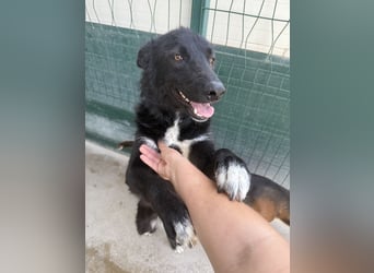 liebe Border Collie- kroatischer Schäferhund Mischling Lisa sucht ...