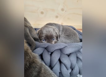 Labrador Retriever chacoral/Silber