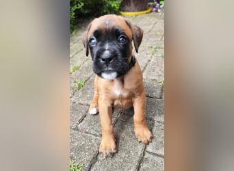 Boxer-Welpen von mehrmaligen Teilnehmern der Deutschen Meisterschaften!!!
