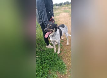 Bacio - ein Schatz für die ganze Familie