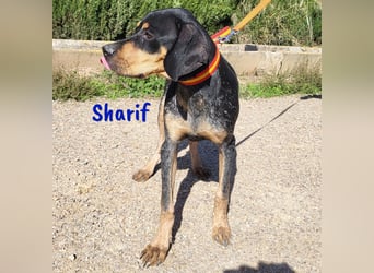 Sharif 05/2024 (ESP Pflegestelle) - sportlicher, hübscher und verschmuster Bracken-Mix Junghund!