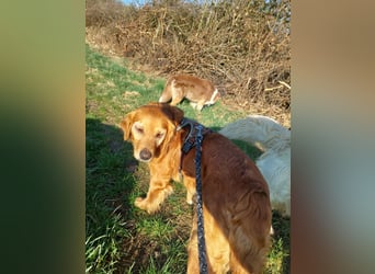Bogi, aktives, bildhübsches Golden Retriever Mädchen geb. 2021