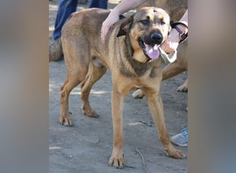 Traumhund Ryder wartet auf seine Familie