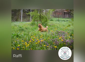 Raffi: Hundekind sucht ein Zuhause