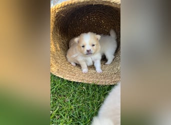 Süße Pomeranian Zwerkspitz Welpen 