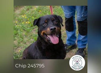 Chip 156926: Sucht ein Zuhause