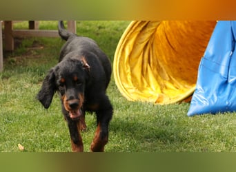 Gordon Setter Mädchen Sheila und Sally suchen nette Kuschelpartner