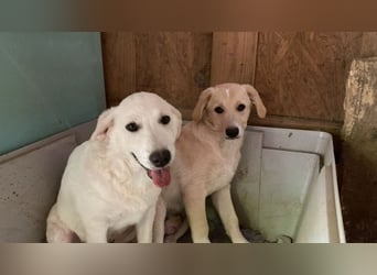 Nestor - DRINGEND Zuhause oder Pflegestelle gesucht - kleine Pfötchen