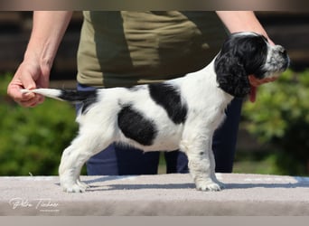 SPRINGER SPANIEL WELPEN