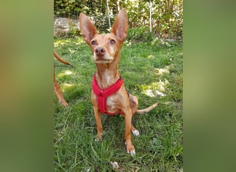 Stella, katzenverträgliche Zwerg Podenca