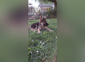 reinrassige Schäferhundwelpen (weiblich)