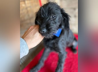 ❤️ zarter kleiner NEGRO - 6 Monate, 3cm/5,5kg - Schnauzer-Mix