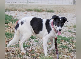 Die schüchterne Zseda sucht einfühlsame Menschen mit nette Hunden !