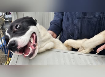 Mella - Gute-Laune-Hund