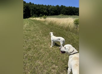 Welpen Akbas Schäferhund