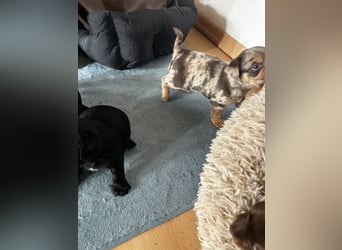 Chihuahua mix Welpen