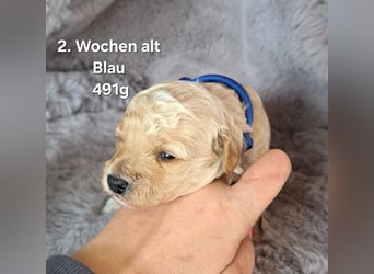 Maltipoo Welpen