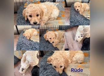 Labradoodle