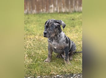 Super schöner Two Face American Bully XL Rüde