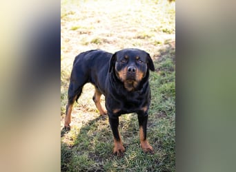 Nicky – starke Hündin sucht Partner fürs Leben