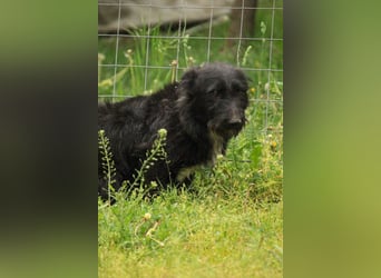 Alf LM – Fröhlicher kleiner Schatz sucht sein großes Glück
